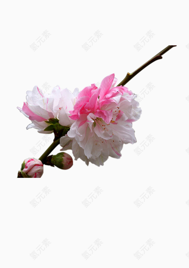 漂亮花朵免抠png