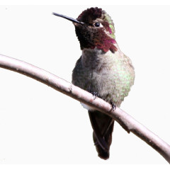 千姿百态画蜂鸟