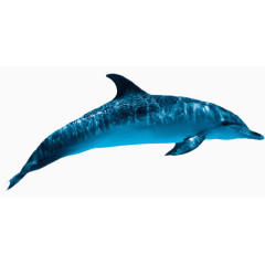 免抠海豚海洋动物