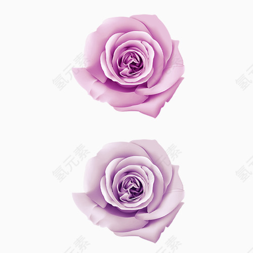 紫色玫瑰花