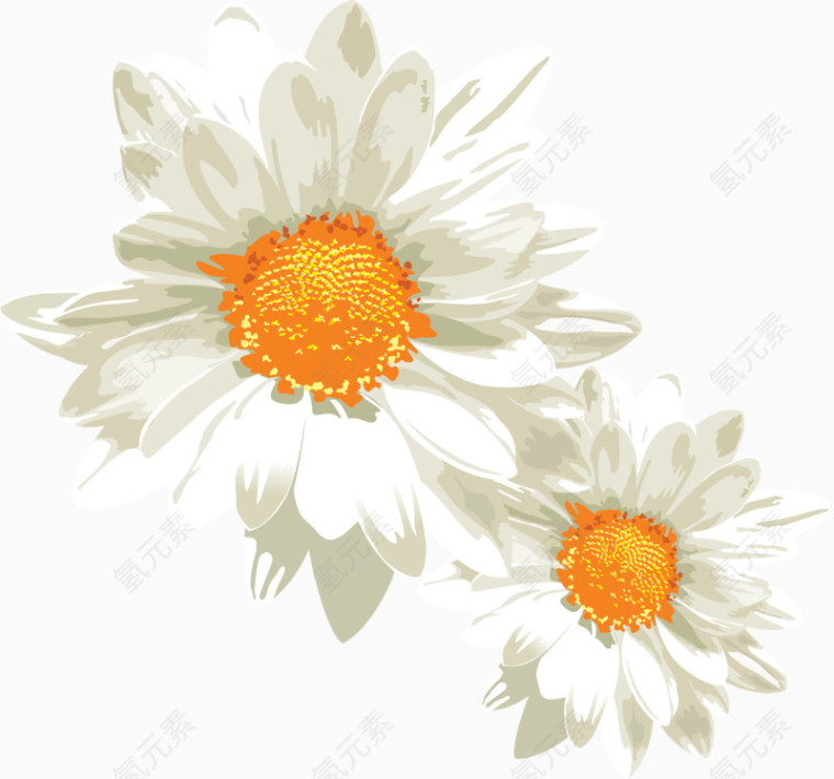 小菊花