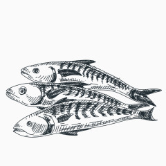 手绘线描鱼类