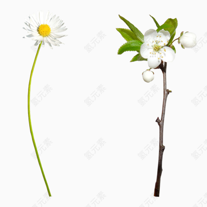 漂亮装饰花儿PNG免抠图素材