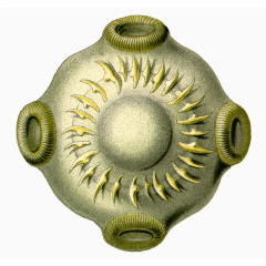 海洋生物