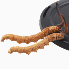 中药材野生冬虫夏草