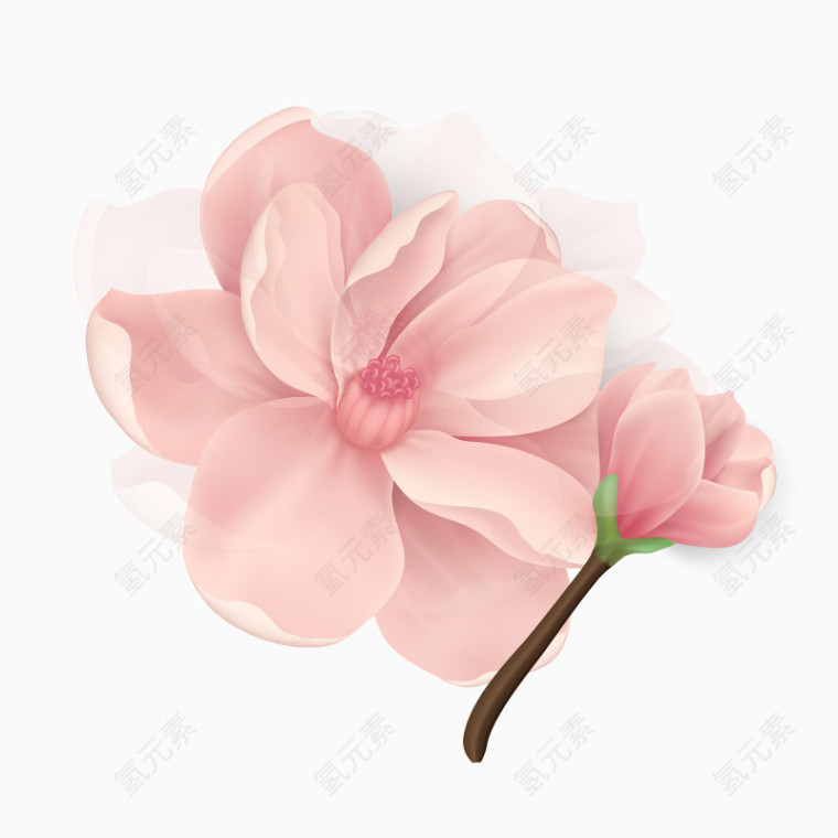 开放的花朵
