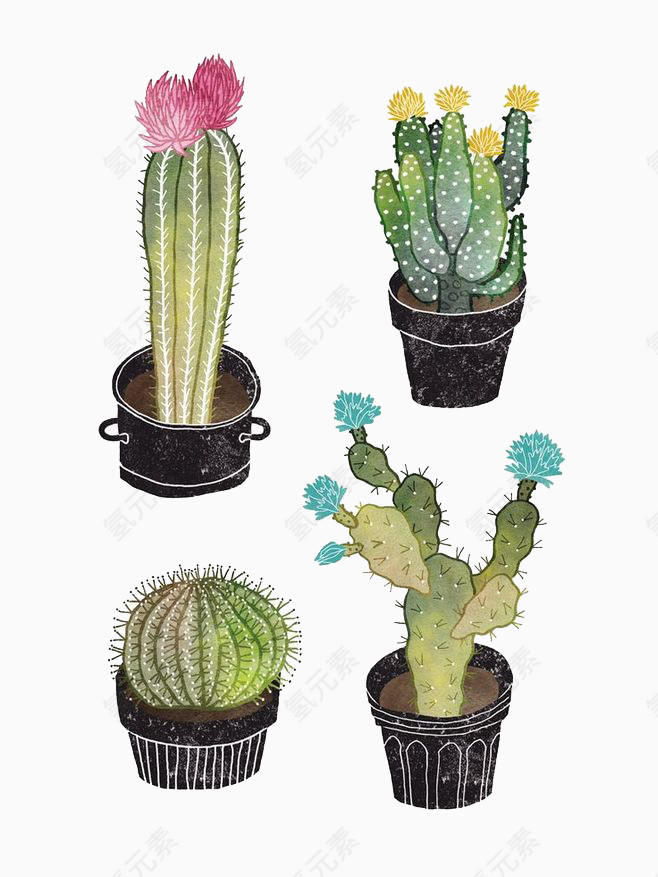 仙人掌和仙人球