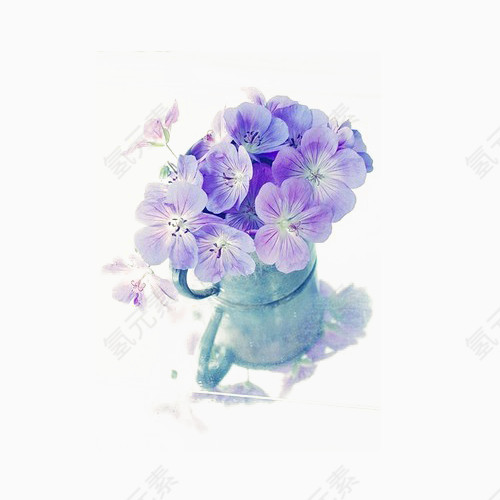 美丽牵牛花紫色花朵6