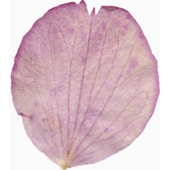 精美漂亮压花干花淡紫色花瓣