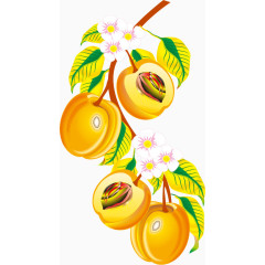 黄色杏水果PNG矢量素材