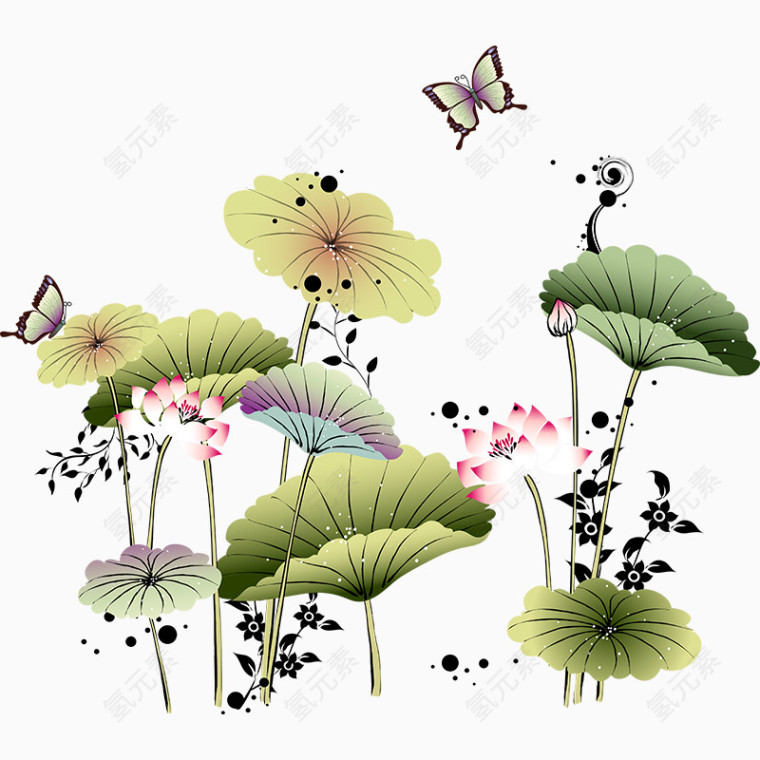 荷花