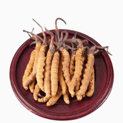 中药冬虫夏草西藏那曲