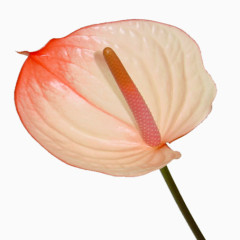 装饰素材花草图案素材