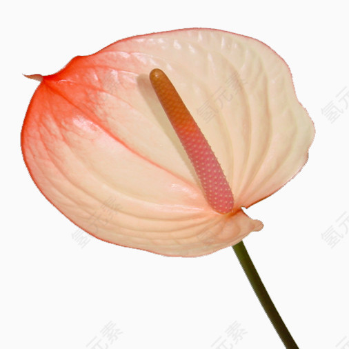 装饰素材花草图案素材