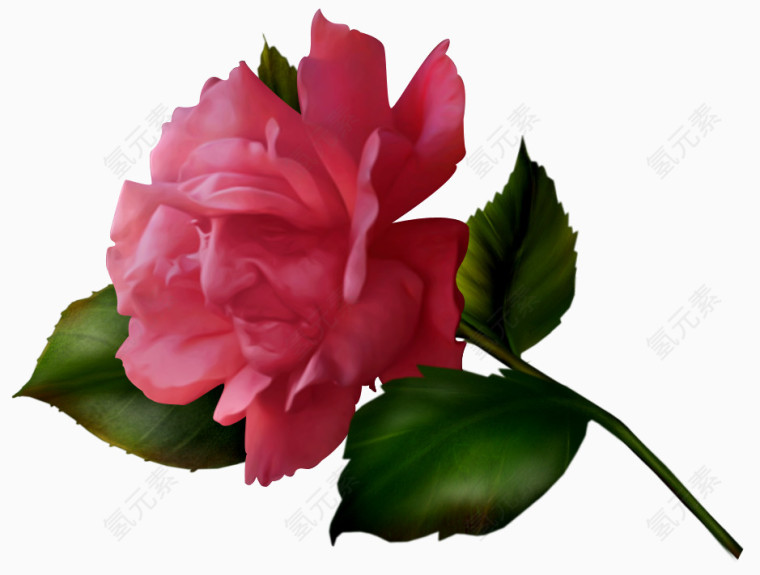 玫瑰花