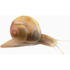 蜗牛
