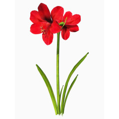 红色花朵绿枝绿叶