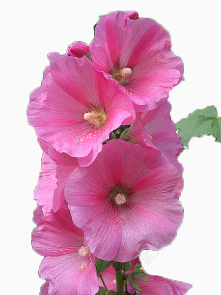 花草图案花草插画