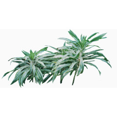 鲜花海报背景花朵图片