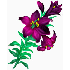 卡通紫色花朵牵牛花