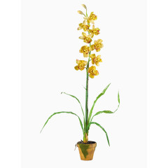 高清亭亭玉立小黄花植物