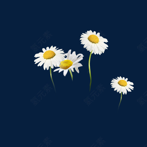四朵洋甘菊花