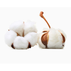 棉花