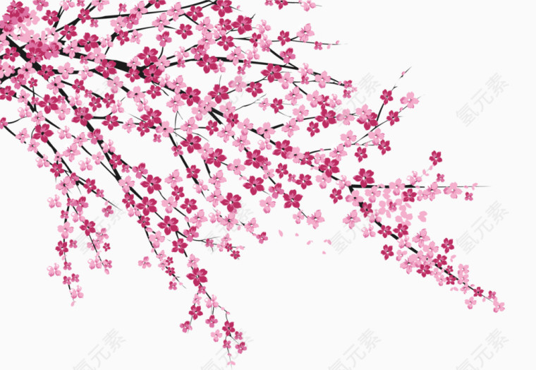 樱花