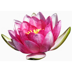 花卉图片素材装饰