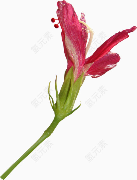 唯美花朵