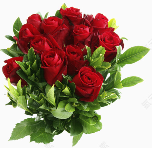 花卉画矢量花卉素材