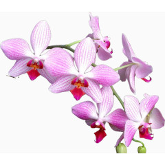 粉色兰花
