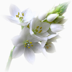 卡通装饰图片唯美花草图片