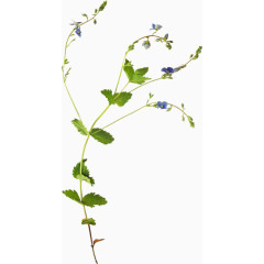 时尚风格装饰花边花朵树木叶子