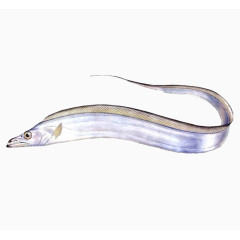 一条新鲜的带鱼