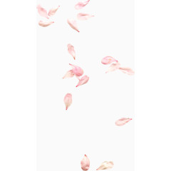 漂落花瓣