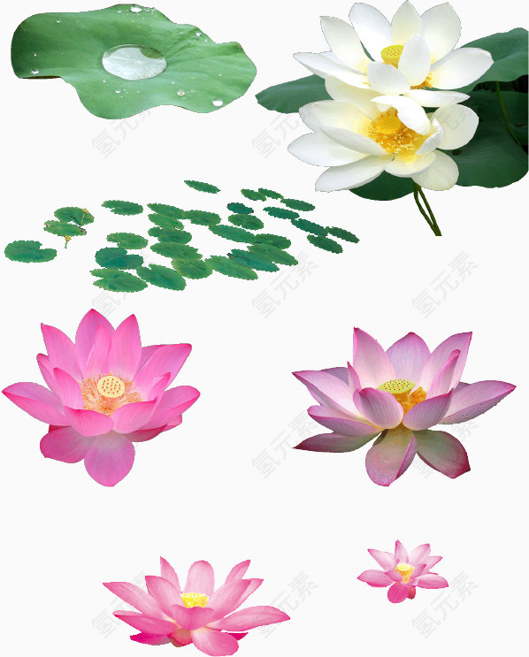 荷花合集2