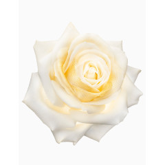 创意手绘合成白色玫瑰