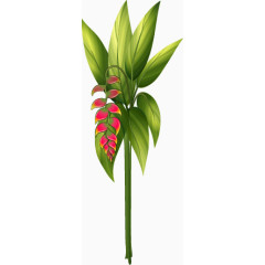 红色花朵的绿色植株