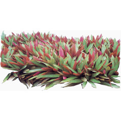 唯美花卉植物花朵素材