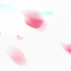 漂浮花瓣
