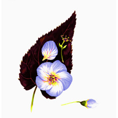 蓝色花瓣加叶子免扣素材