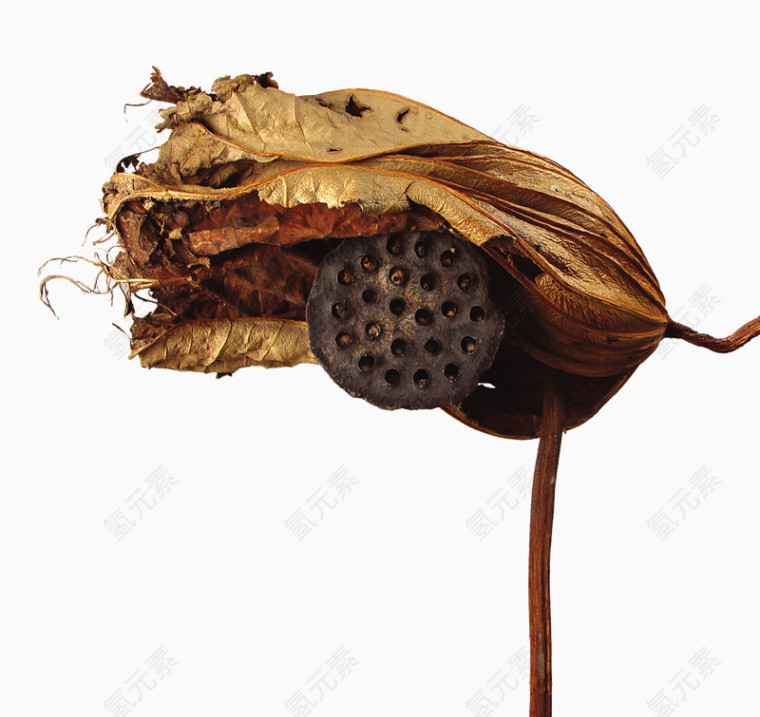莲花枯萎