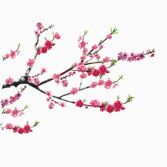 梅花中国风png透明图片素材