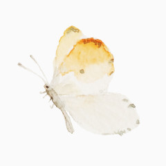 小清新日系蝴蝶