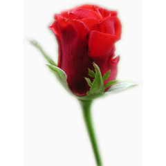 绿植花卉ps花卉素材