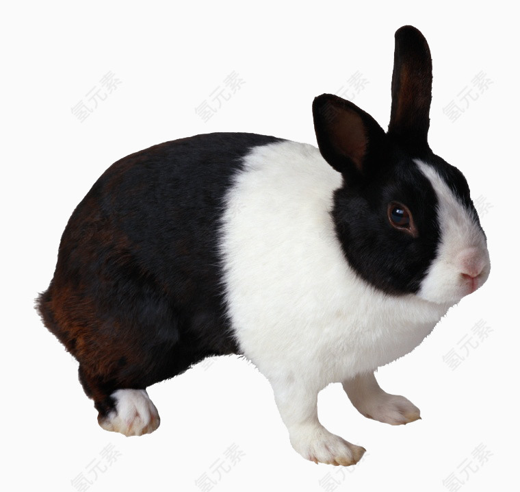 兔子