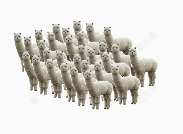 一群草泥马素材图片