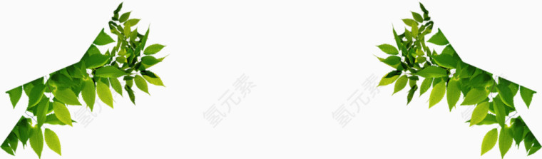 树叶