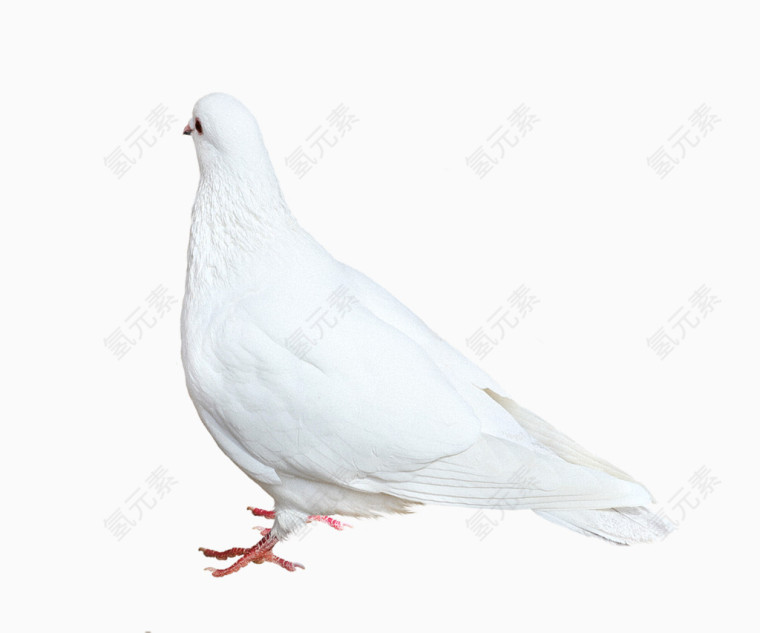 鸽子白鸽